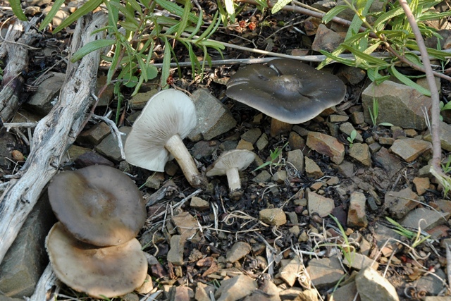 Collybia butyracea?